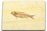 Detailed Fossil Fish (Knightia) - Wyoming #379517-1